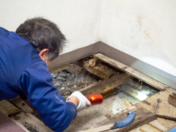 Best Industrial Mold Remediation in Gainesville, FL