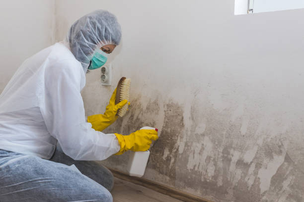 Best Residential Mold Remediation in Gainesville, FL