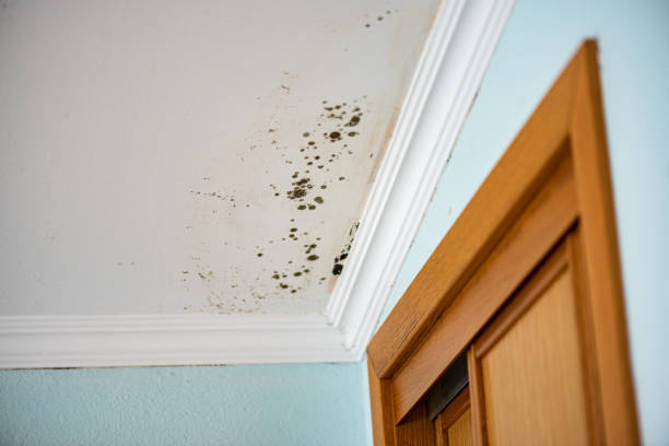 Best White Mold Remediation in Gainesville, FL